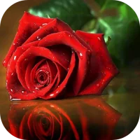 photo rose